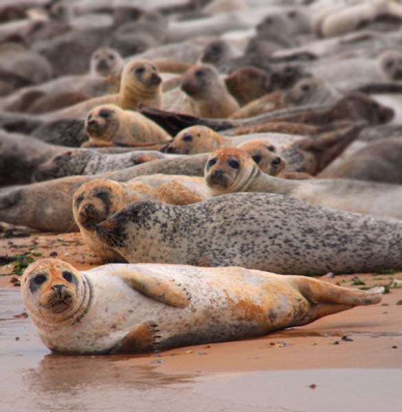 Norfolk seals